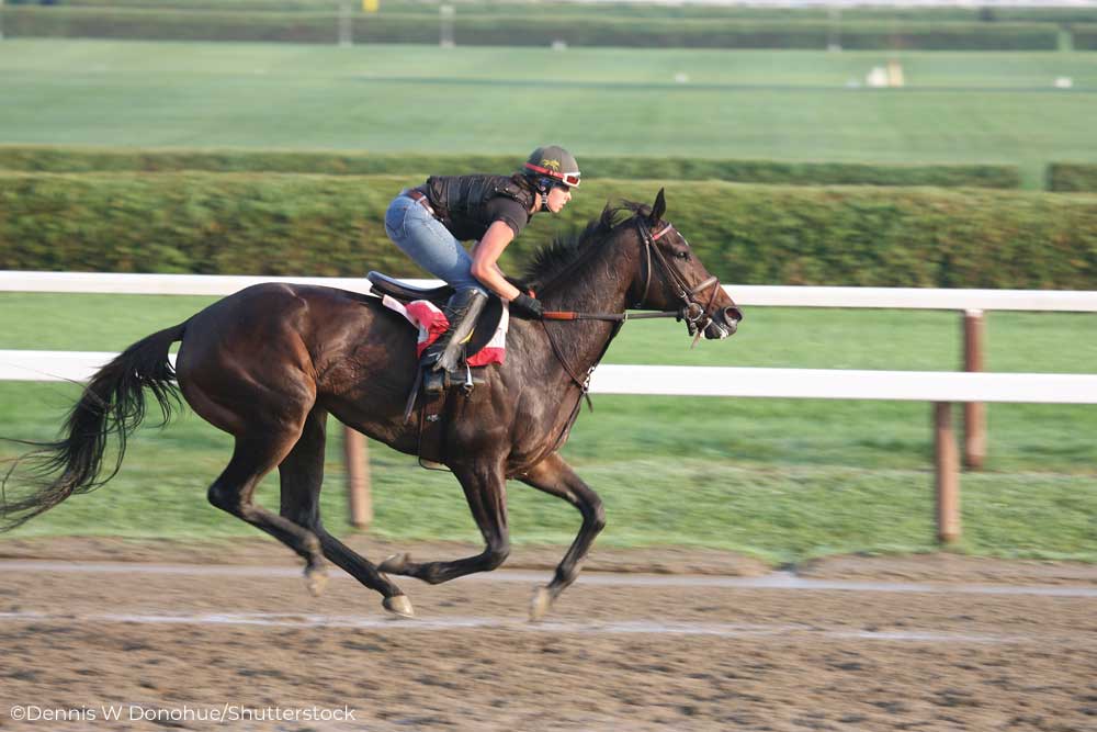 Thoroughbred racehorse in training