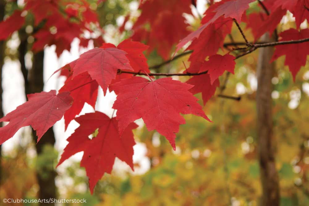 Red maple leaves