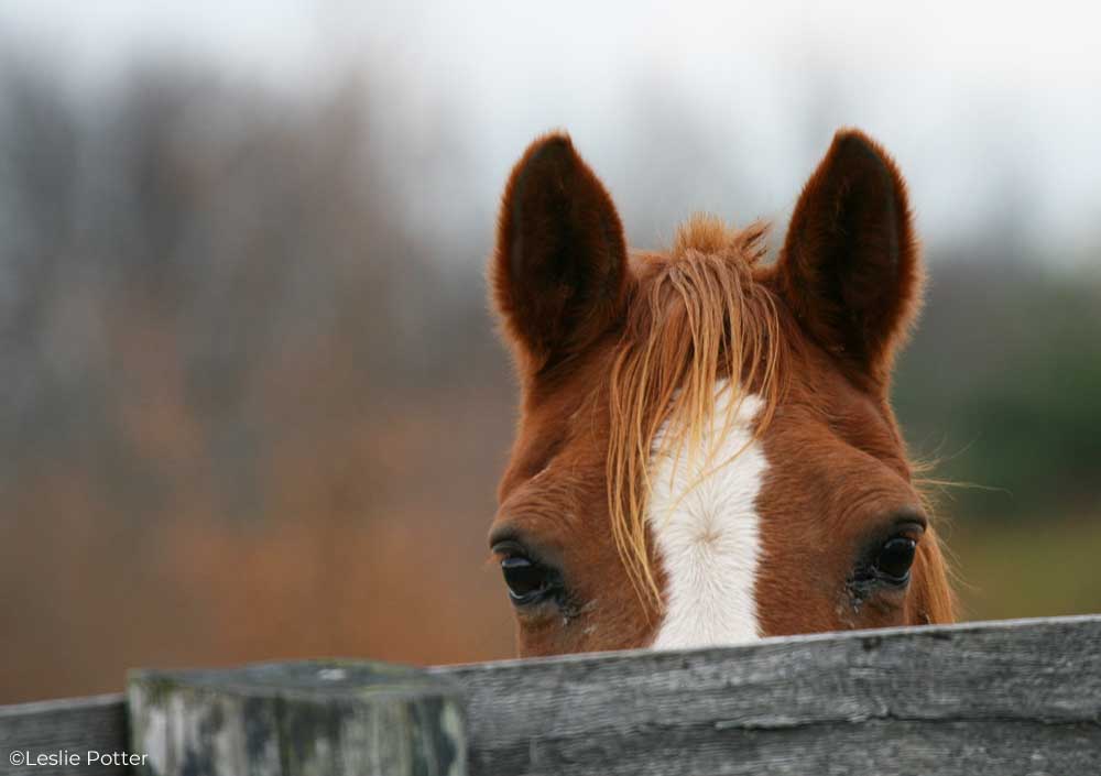 Senior horse