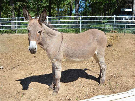 Piccadilly, a female donkey located in Missouri