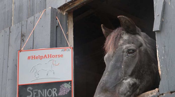 senior horse in a stall