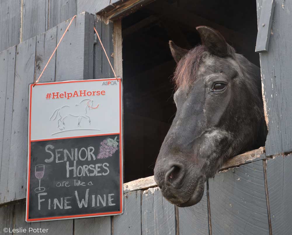 Senior horse in a stall