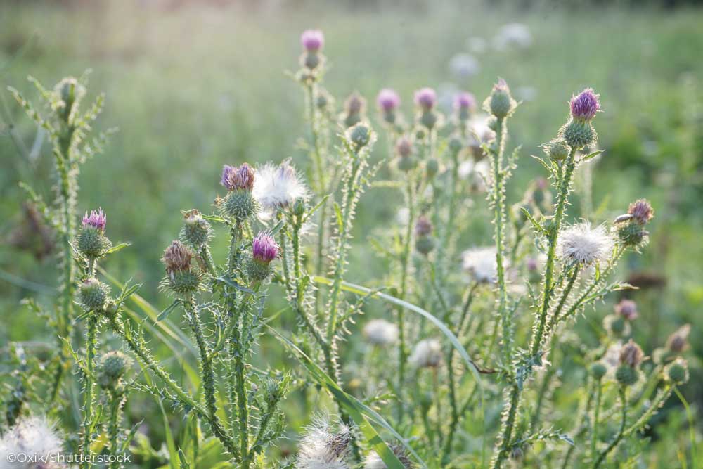 Field of thisle