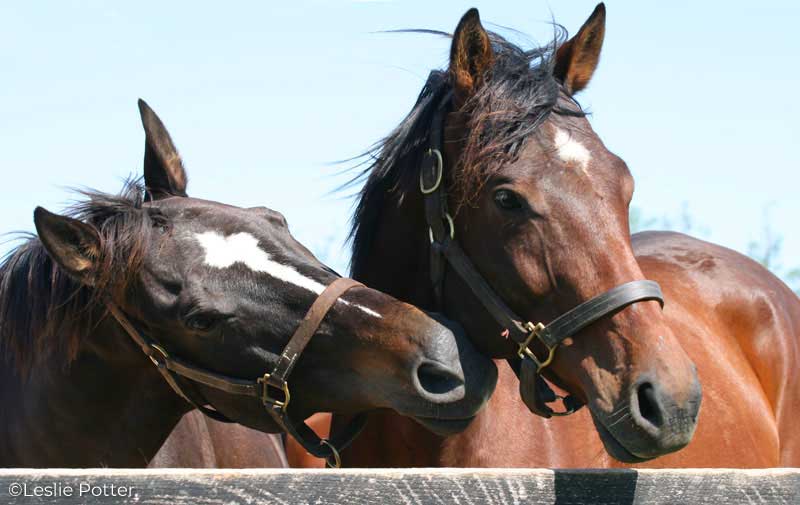 Tow Thoroughbreds