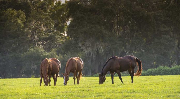 Three horses grazing in a pasture