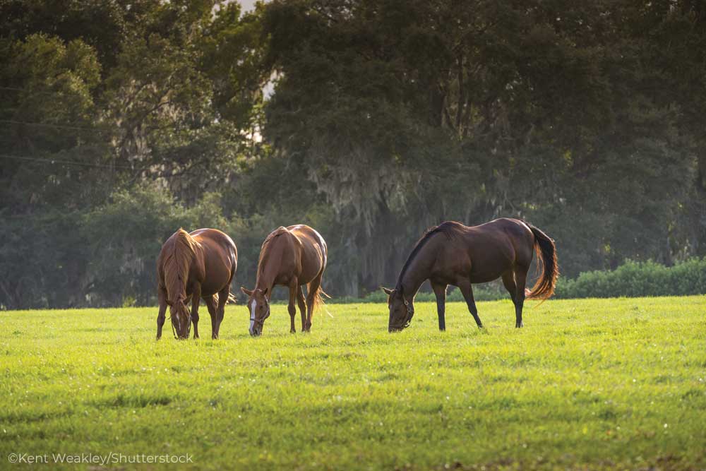 Three horses grazing in a pasture