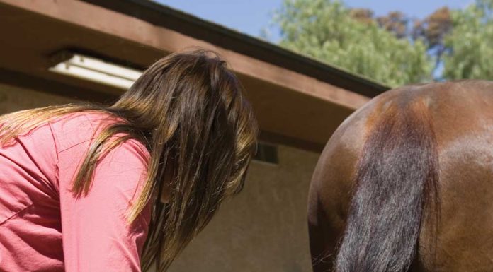 Braiding a horse's tail for maintenance