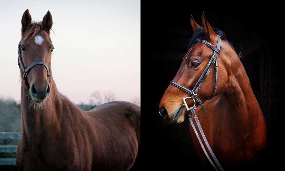 Adoptable Saddlebred horses