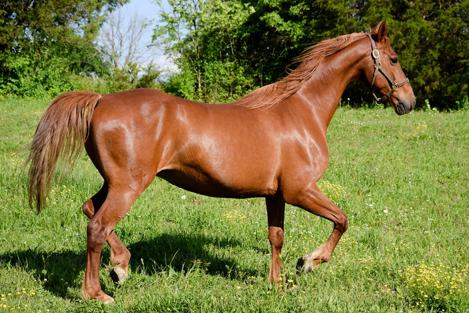 Bebe trotting in the field