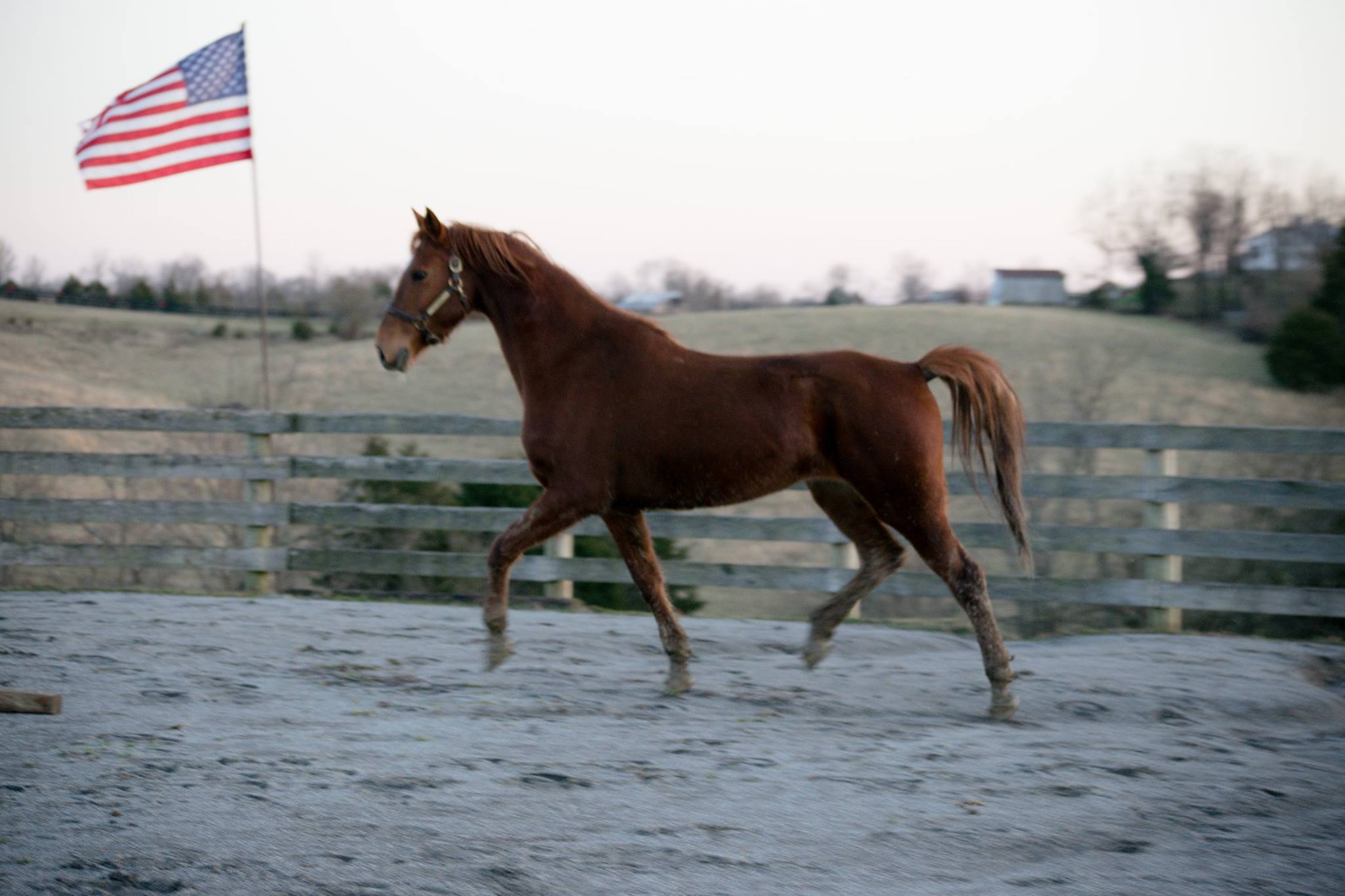 Bebe trotting in a corral