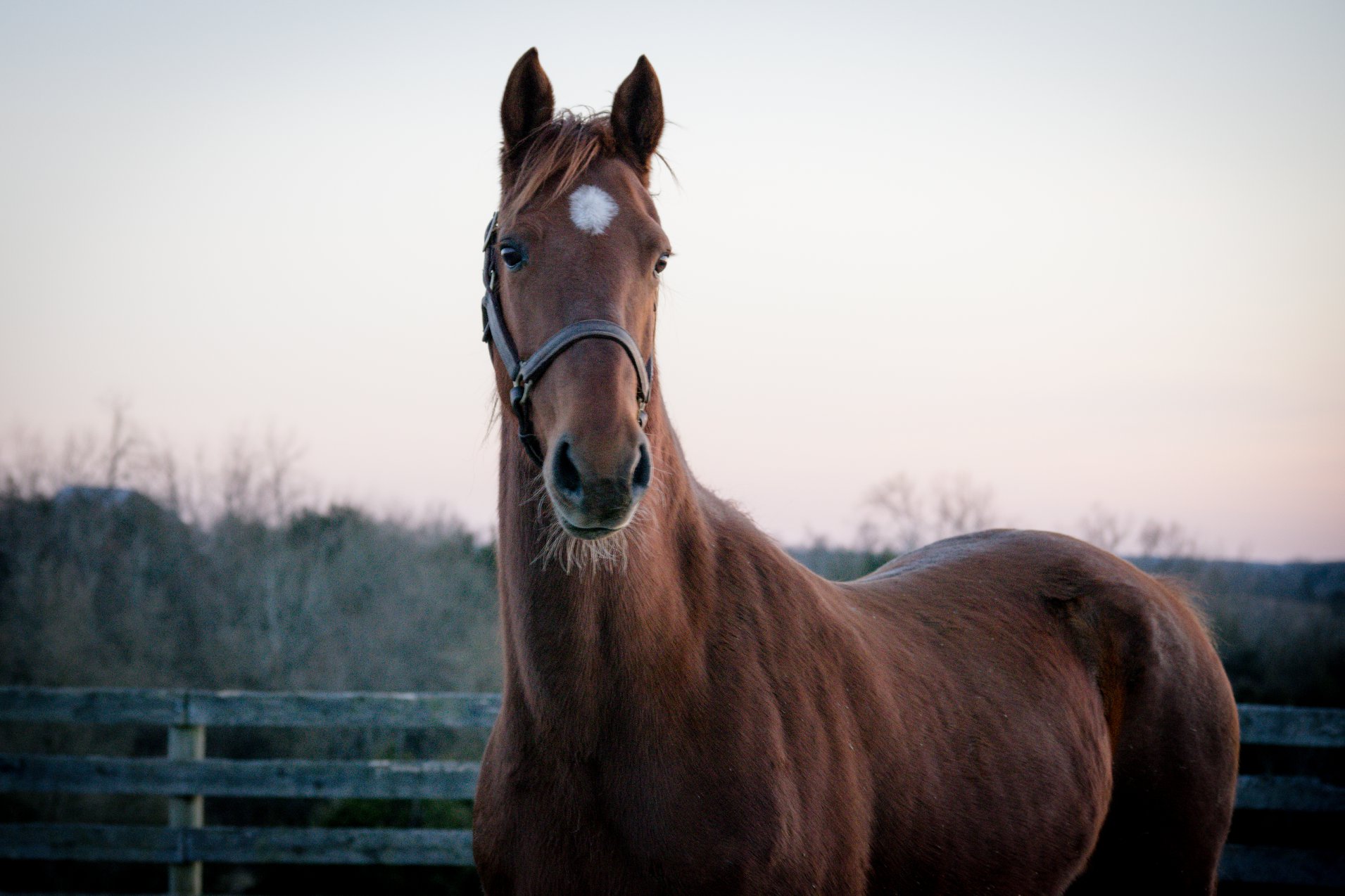 Bebe, an adoptable Saddlebred mare located in Kentucky