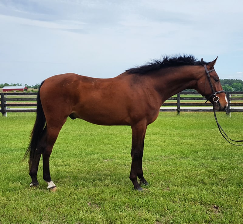 Bubbles, an adoptable American Saddlebred gelding currently located in Aiken, S.C.