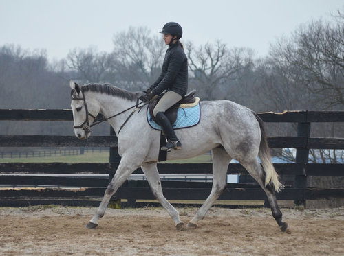 Iron Mane, an adoptable Thoroughbred gelding located in Illinois