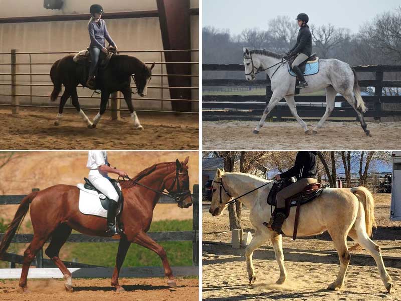 Adoptable dressage prospects