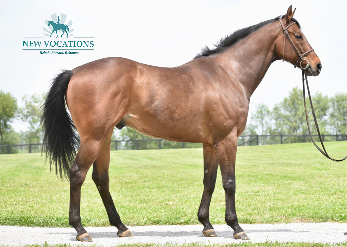 Dynamite Stick, an adoptable Thoroughbred located in Kentucky