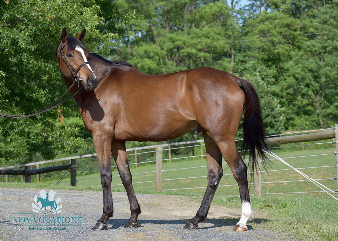 Jeremiah John, an adoptable Thoroughbred located in Pennsylvania