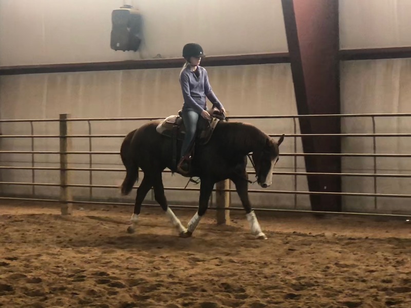 Miss Moppet, an adoptable grade mare located in Colorado
