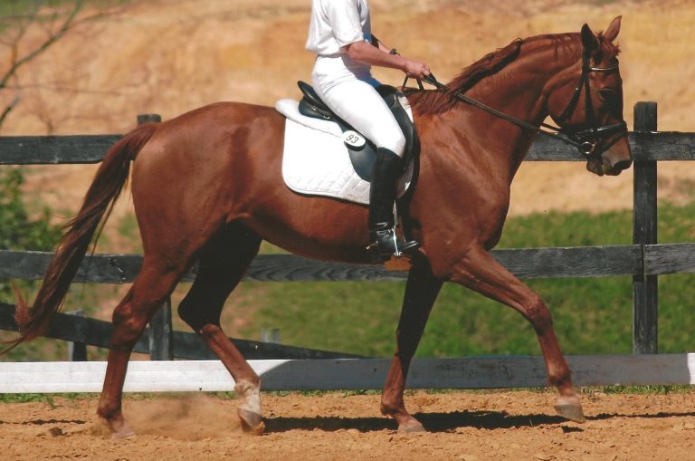 Adoptable Thoroughbred Peaches in Regalia schooling dressage