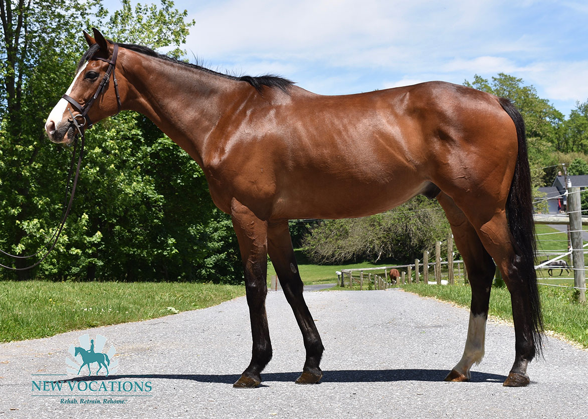 Religious Ed, an adoptable Thoroughbred located in Pennsylvania