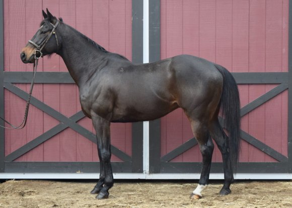 Repetitious, an adoptable Thoroughbred located in New York