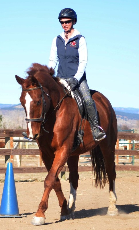 Sebastian, an adoptable Hanoverian located in Colorado