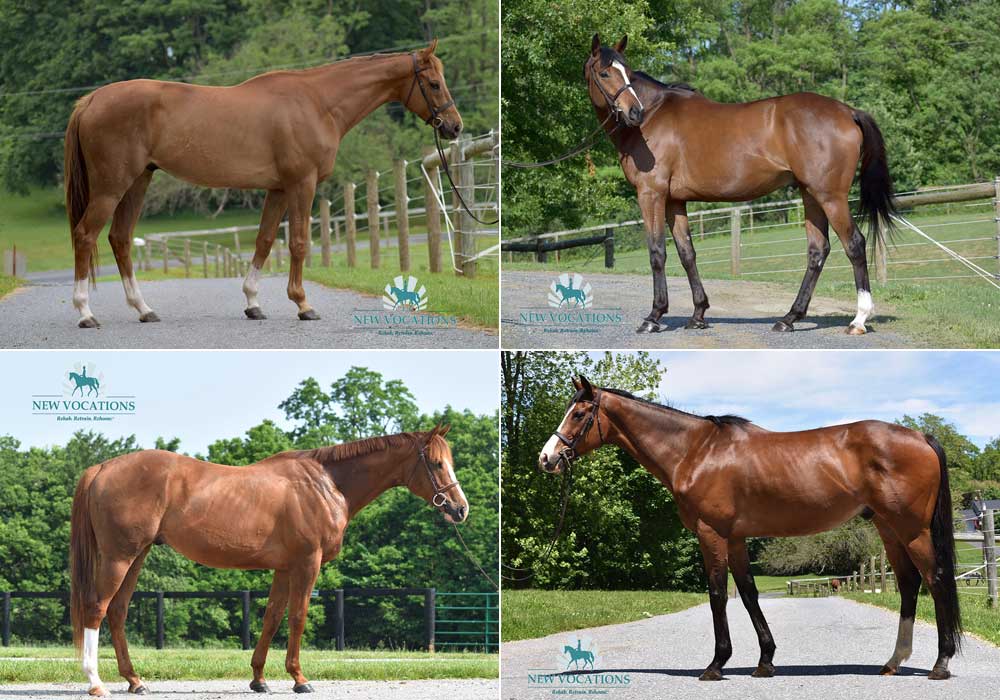 Adoptable Thoroughbred horses