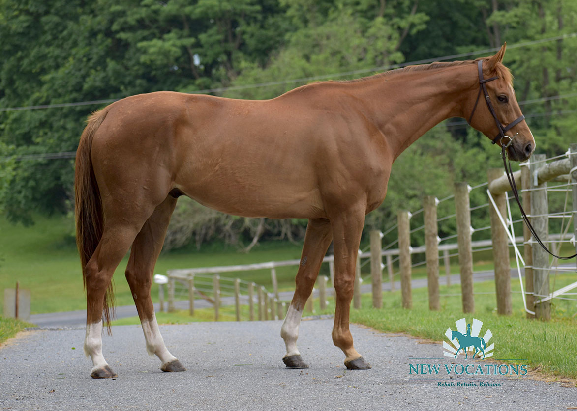 Trouble with Girls, an adoptable Thoroughbred located in Pennsylvania