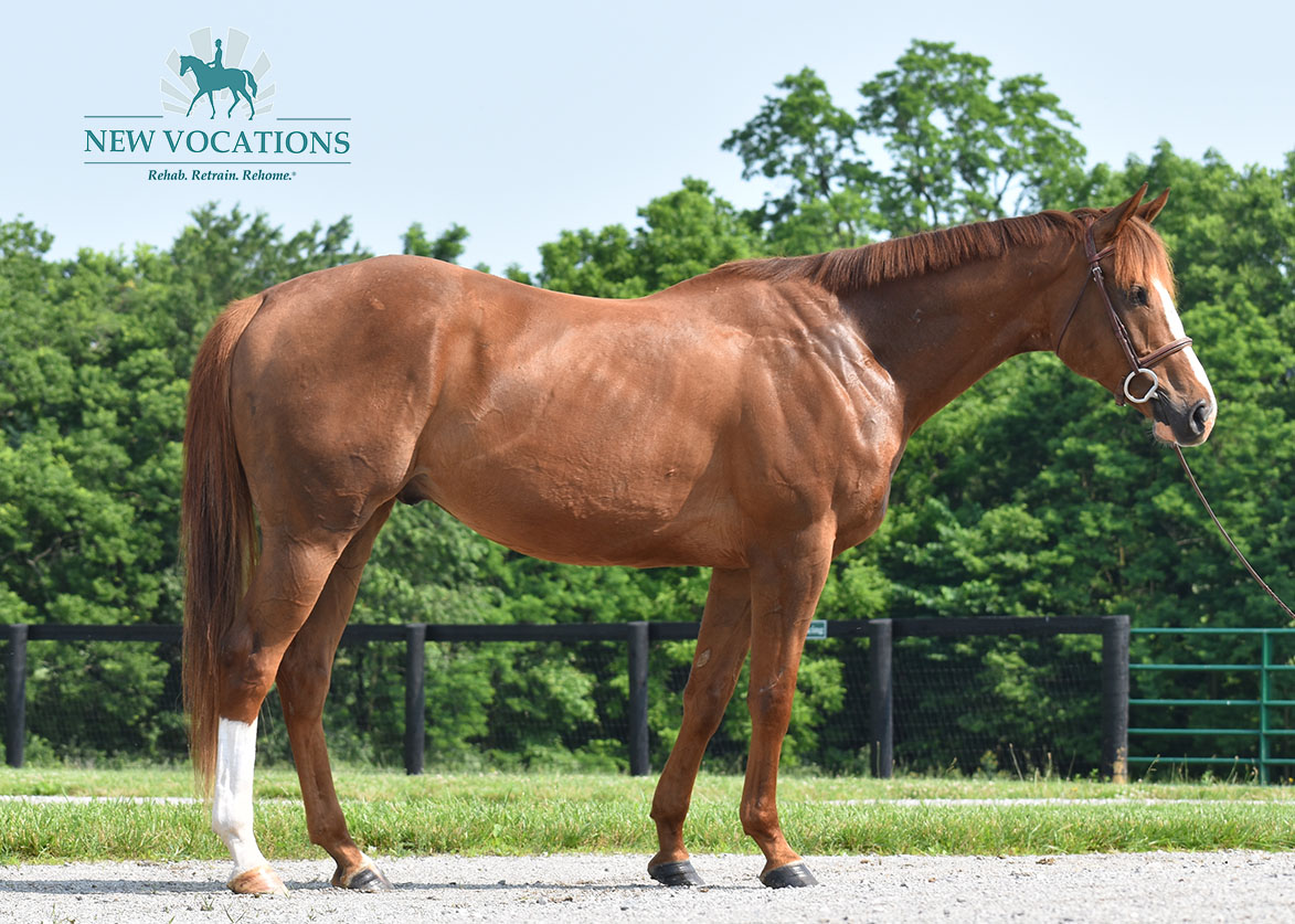 Tyndall, an adoptable Thoroughbred located in Kentucky