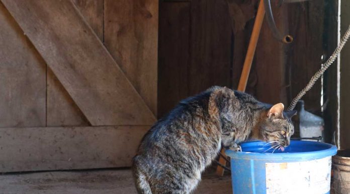 barn cat drinking water