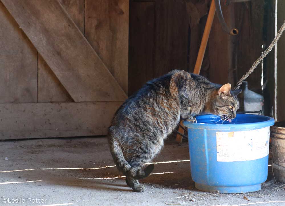 Barn cat drinking water