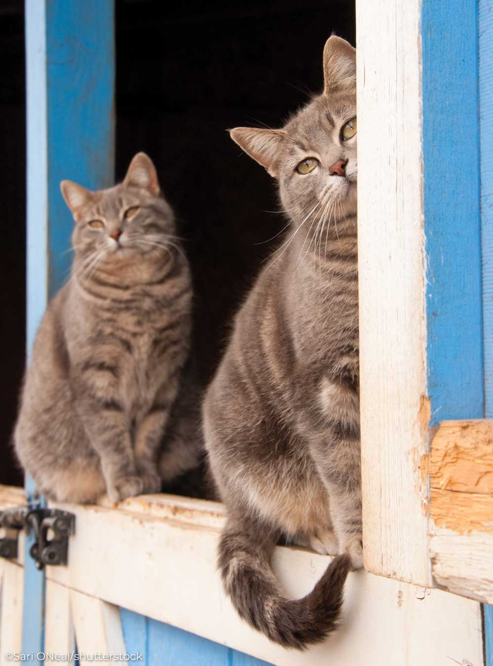 Two barn cats in a stall window
