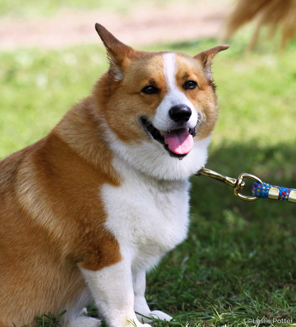 Corgi dog on a leash