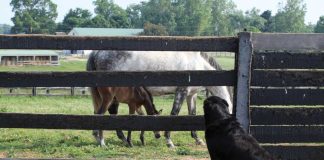 Mare and foal and barn dog