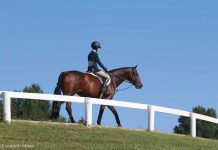Ready, Set, Show English rider in the warmup ring at a horse show