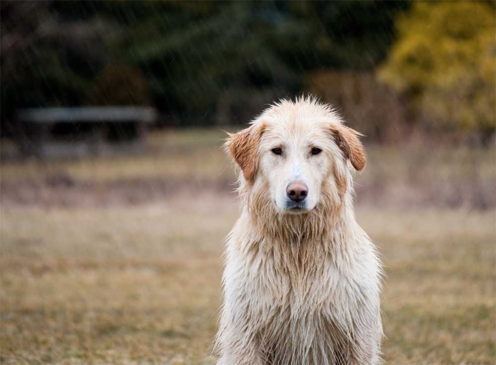 Farm dog in the rain