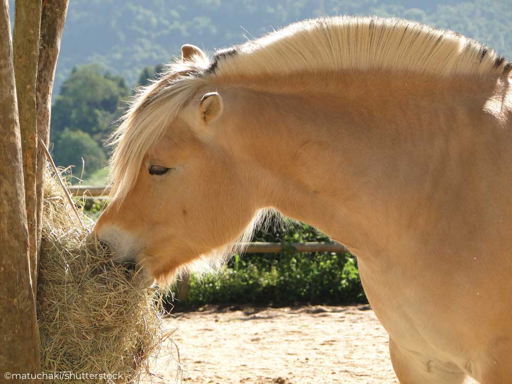 Fjord horse eating hay