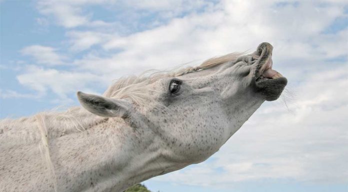 Gray horse displaying a flehmen response