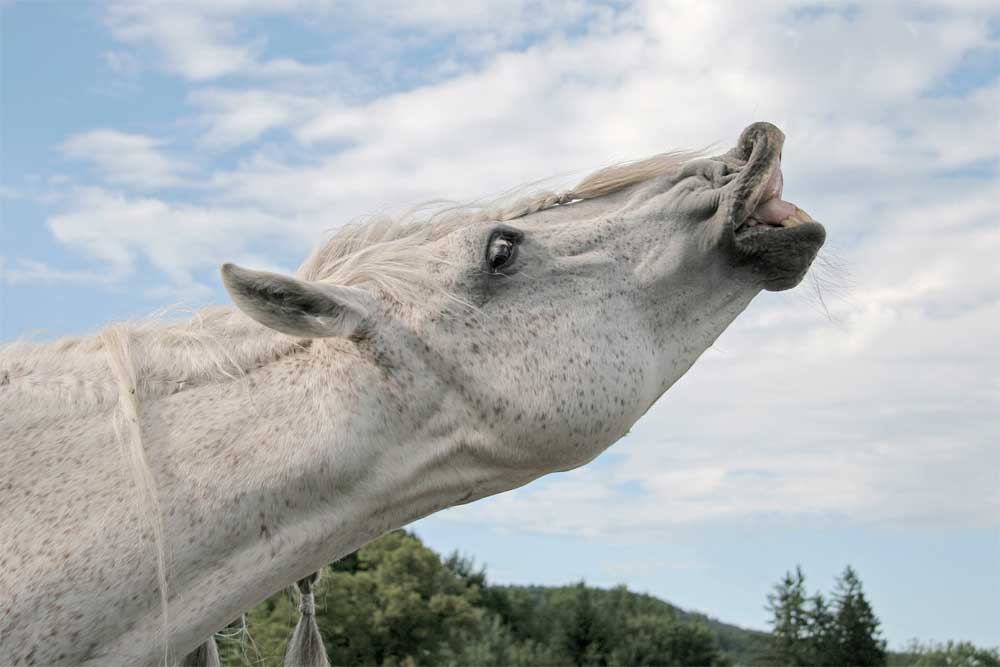 Gray horse displaying a flehmen response