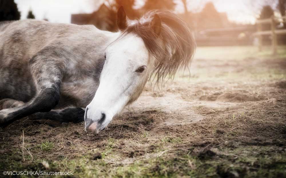 Gray horse rolling