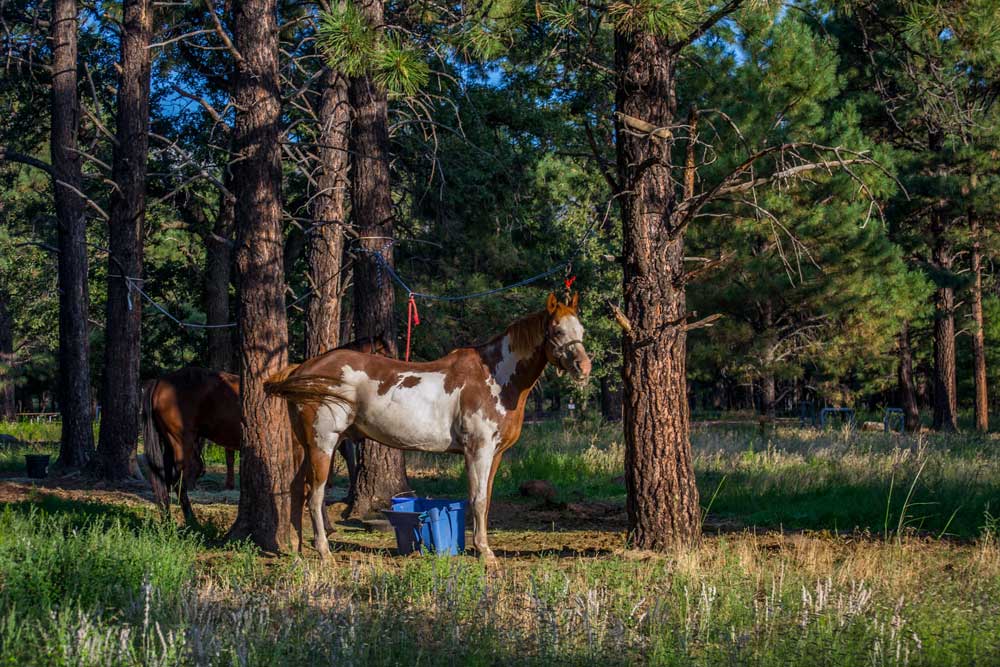 Paint horse on a high line at a campsite