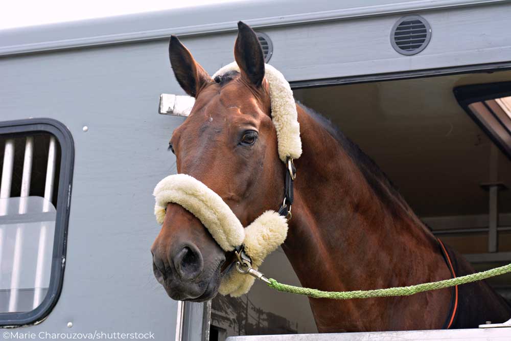 Horse in a trailer