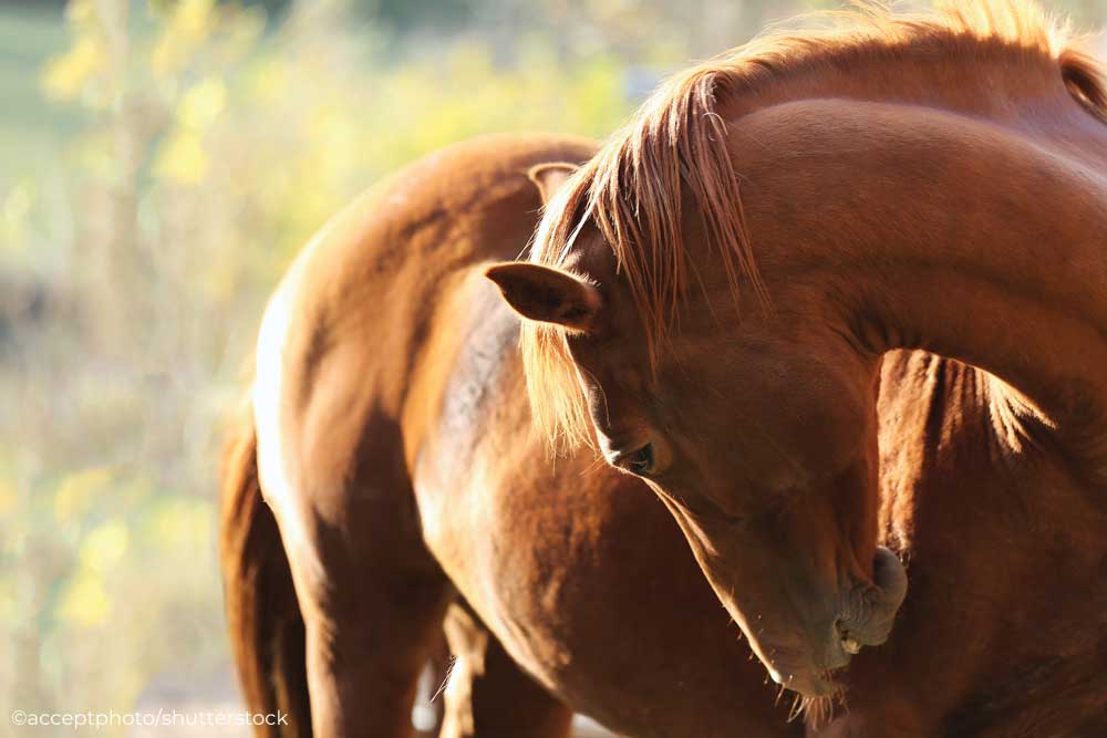 Chestnut horse scratching his shoulder