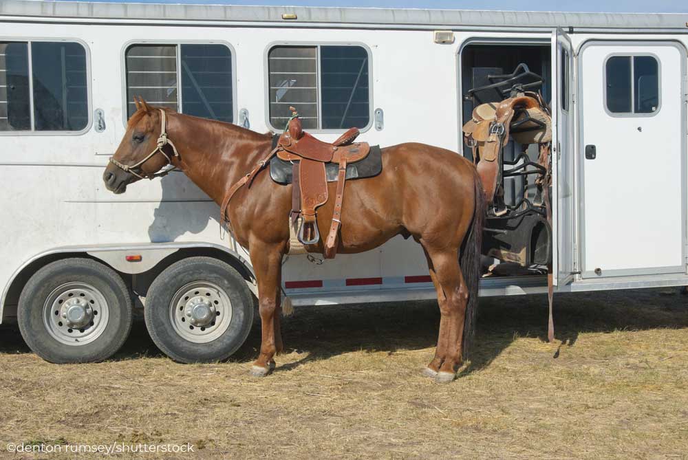 Horse tied to a horse trailer