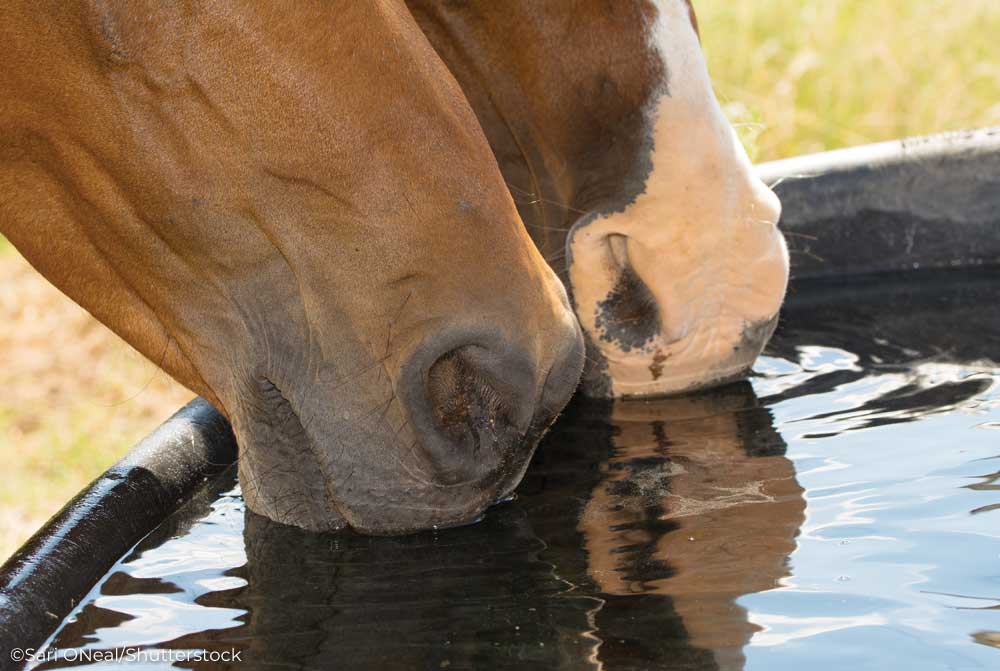 Two horses drinking water from a trough