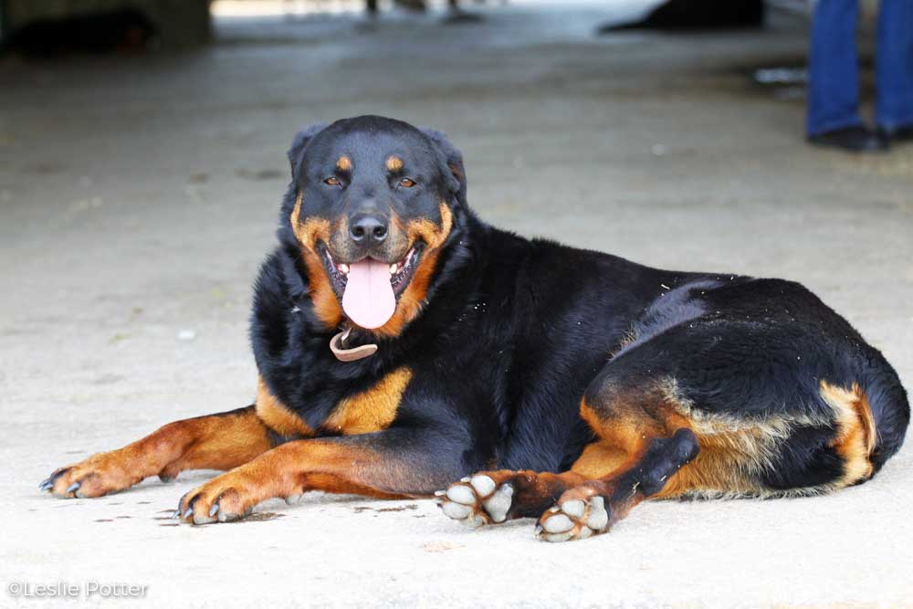 Barn dog lying in the aisleway