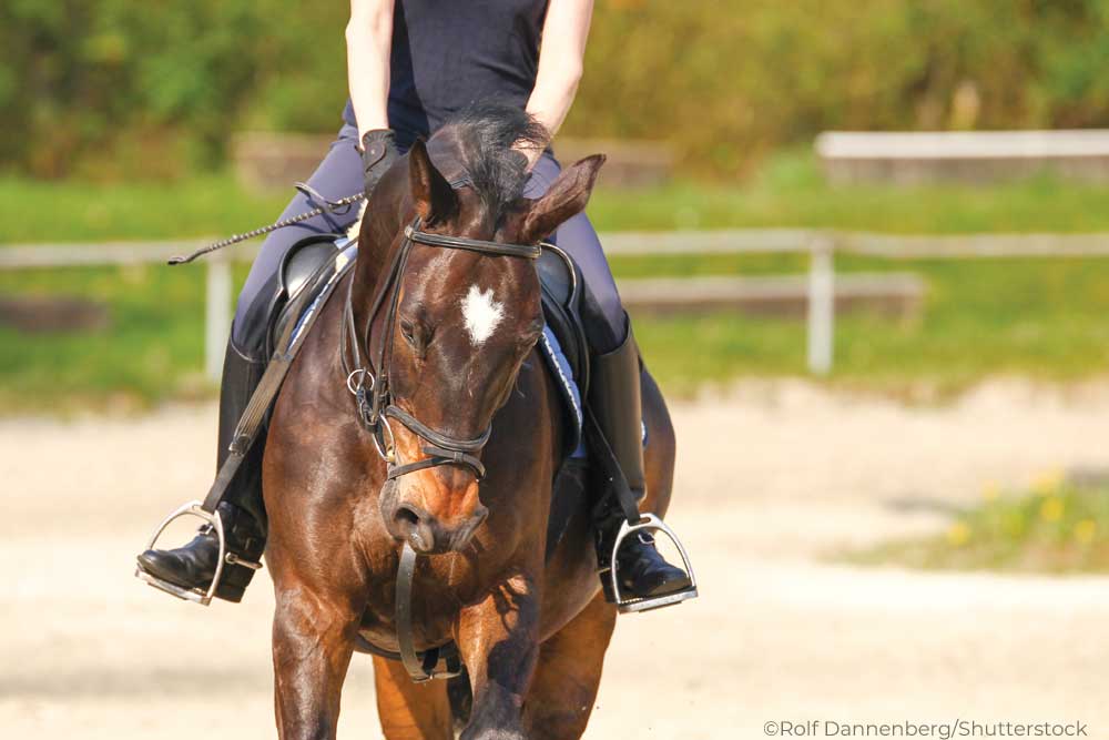 Bay horse bending around a circle