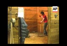 retired soccer star is a hero for horses