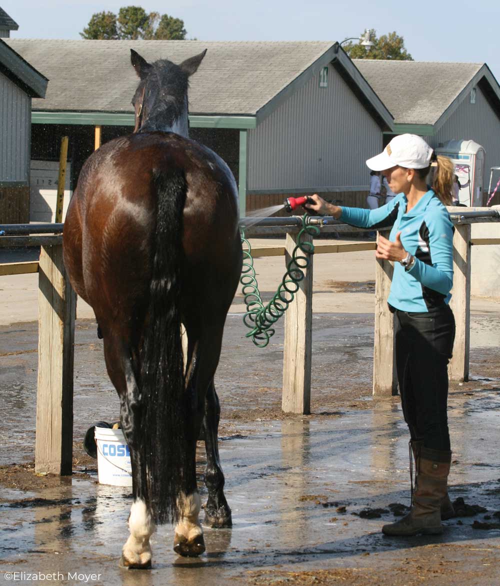 Rider giving a horse a bath at a horse show.