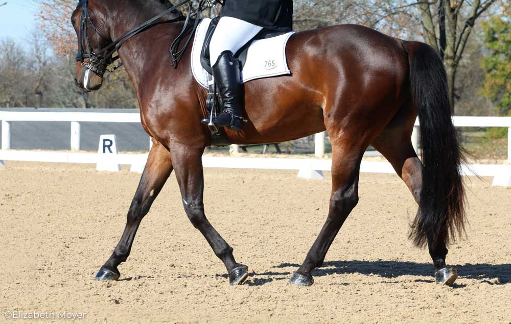 Dressage horse with freshly oiled hooves.