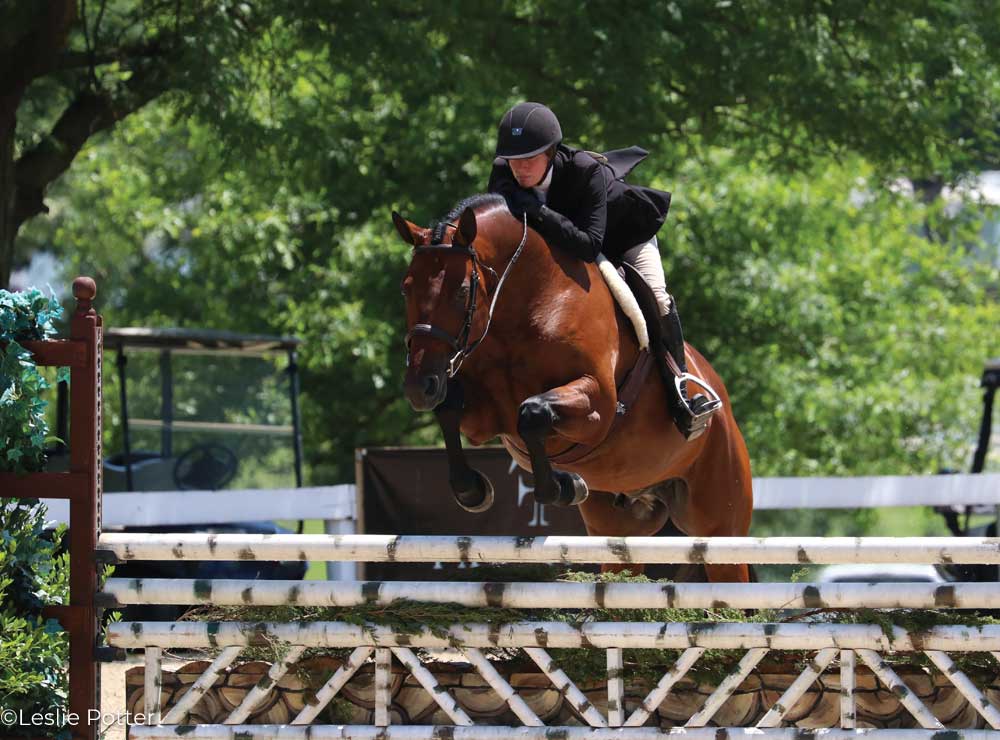 Bay hunter show horse